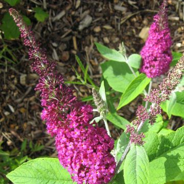 Buddleia Miss Ruby - Butterfly Bush