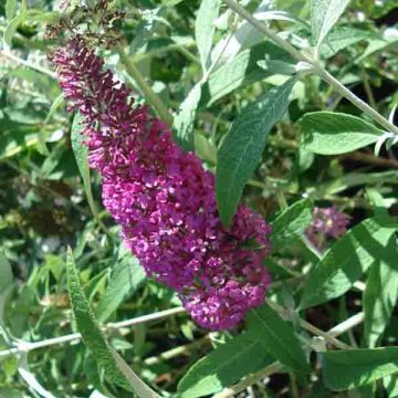 Buddleia davidii Summer Beauty - Butterfly Bush