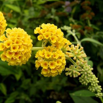 Buddleja x weyeriana Sungold