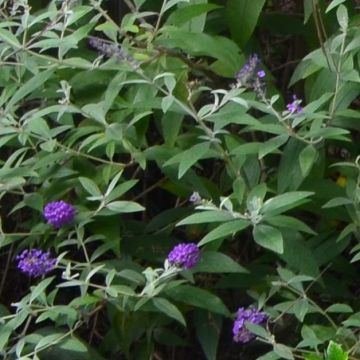 Buddleja davidii Groovy Grape - Butterfly Bush