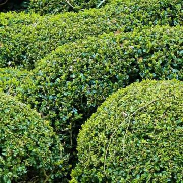 Buxus sempervirens - Boxwood