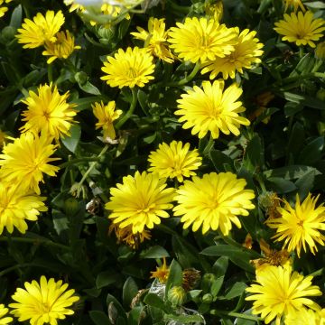 Calendula hybrida Powerdaisy Sunny