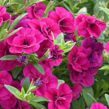 Calibrachoa Can-Can Rosies Pink - Double Mini-Petunia