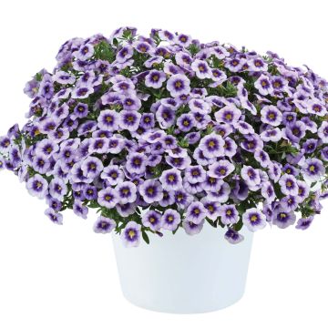 Calibrachoa Eyeconic Purple - Mini-Petunia