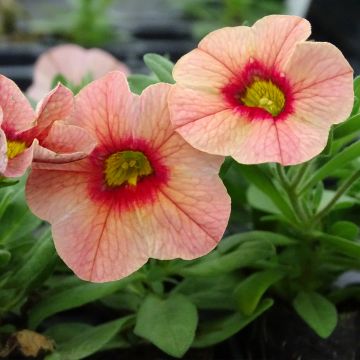 Calibrachoa Superbells Unique Mango Punch - Mini-Petunia