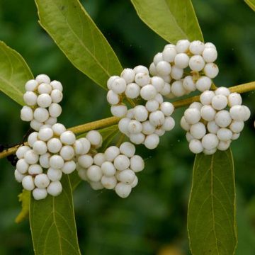 Callicarpa dichotoma Albibacca