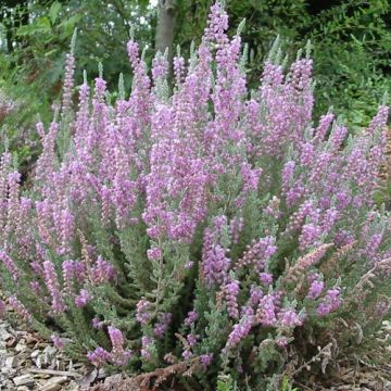 Calluna vulgaris Silver Knight - Heather