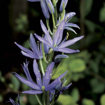 Camassia leichtlinii subsp. suksdorfii Caerulea