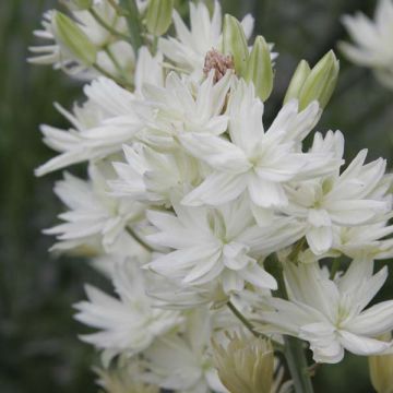 Camassia leichtlinii Semiplena