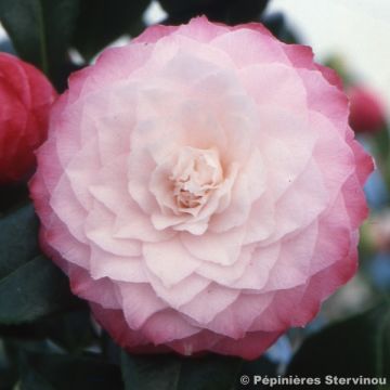 Camellia Nuccios Pearl