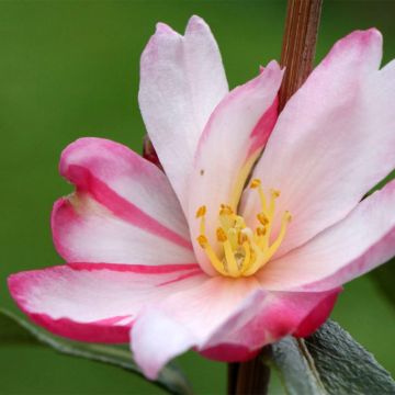 Camellia sasanqua StarsnStripes