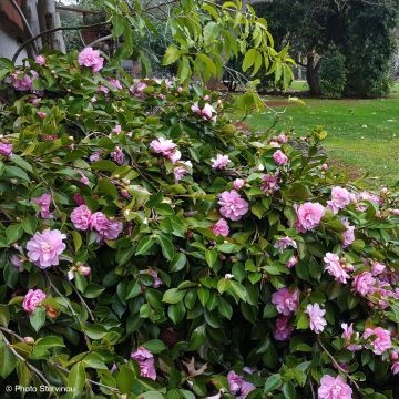 Camellia sasanqua Waterfall Pink
