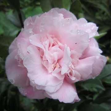 Camellia (x) lutchuensis Sweet Emily Kate