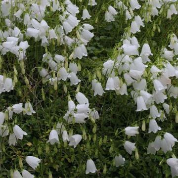 Campanula cochleariifolia Alba