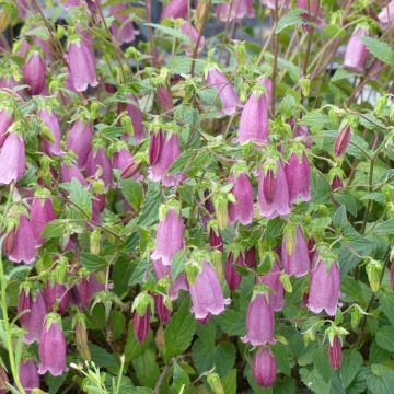 Campanula Ringsabell Mulberry Rose