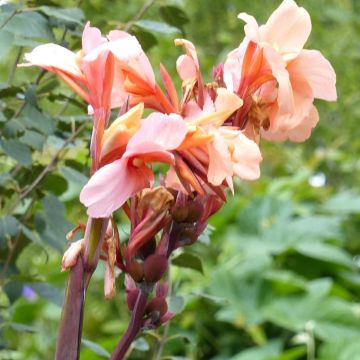 Canna Madame Angèle Martin - Indian shot