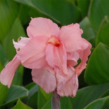 Canna indica Pink President - Indian shot