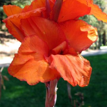 Canna Wyoming - Indian shot