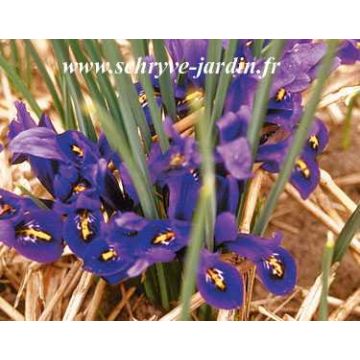 Iris reticulata Cantab - Reticulate Iris