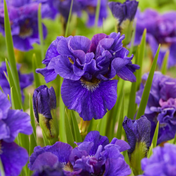 Iris sibirica Concord Crush - Siberian Iris