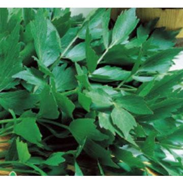 Lovage - Levisticum officinalis