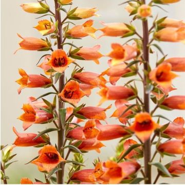 Digitalis valinii Firecracker - Foxglove