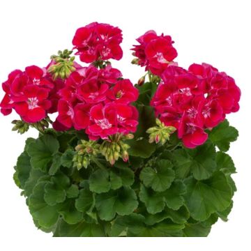 Pelargonium Flower Fairy Red Splash