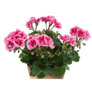 Pelargonium Flower Fairy Pink