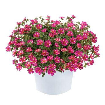 Portulaca oleracea Campino Twist Pink - Purslane