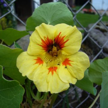 Tropaeolum majus 'Baby Orange'