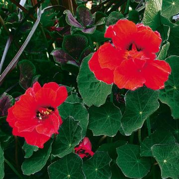 Tropaeolum majus 'Red Wonder'