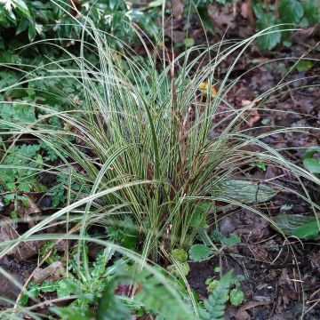 Carex brunnea Variegata