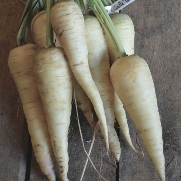 White Carrot Blanche de Küttingen - Ferme de Sainte Marthe Seeds