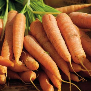 Carrot de Carentan
