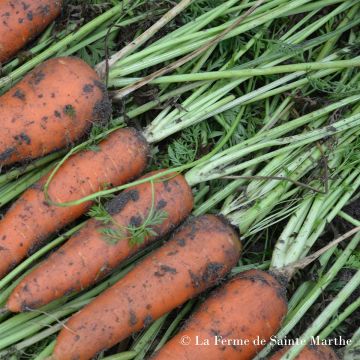 Carrot Autumn King 2 - Ferme de Sainte Marthe seeds