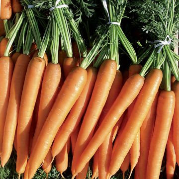 Daucus carota 'Merida' F1