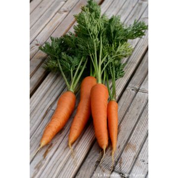 Carrot Nantes 2 - Ferme de Sainte Marthe Seeds