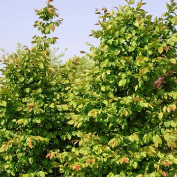 Carpinus betulus Stegemanns Primus - Hornbeam