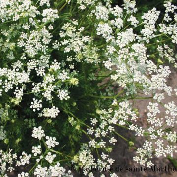 Carum carvi - Ferme de Sainte Marthe Seeds