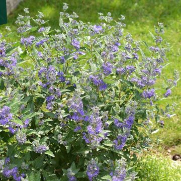 Caryopteris clandonensis Blue Balloon - Bluebeard