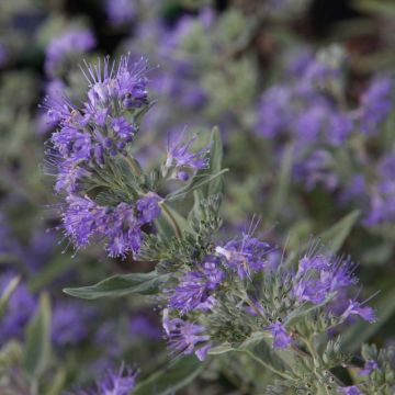 Caryopteris clandonensis Ferndown - Bluebeard