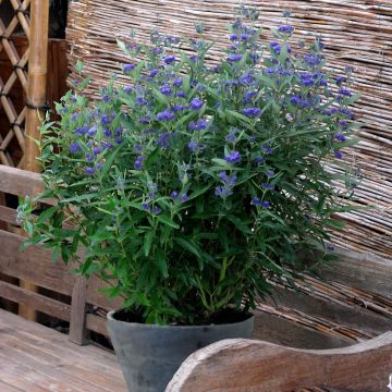 Caryopteris clandonensis Thetis - Bluebeard