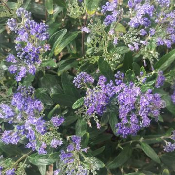 Caryopteris clandonensis Petit Bleu - Bluebeard