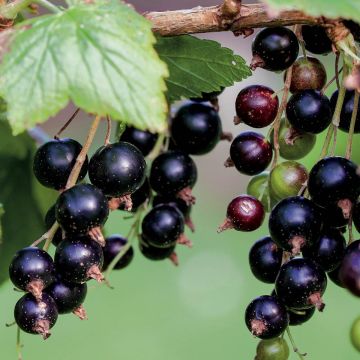 Blackcurrant Black Down - Ribes nigrum