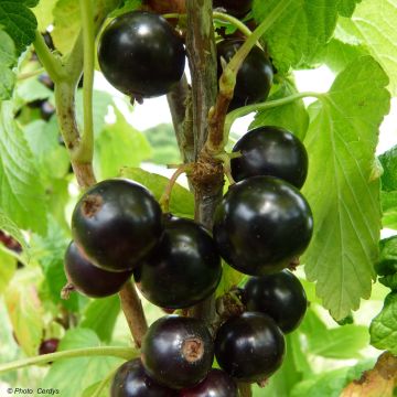 Blackcurrant Noiroma - Ribes nigrum