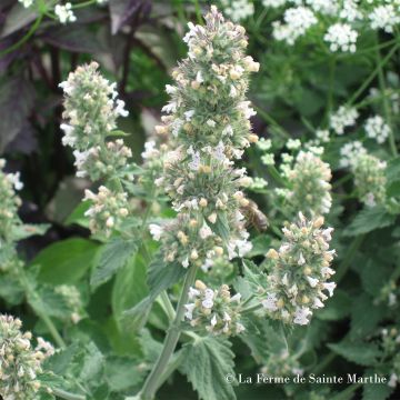 Nepeta cataria 