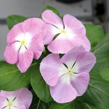 Catharanthus roseus Titan F1 Lavender Blue Halo - Madagascar periwinkle