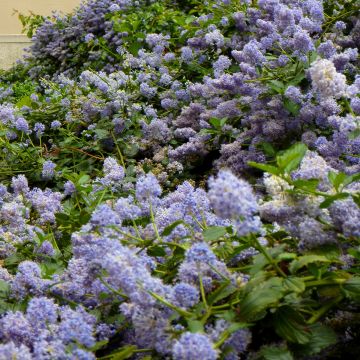 Ceanothus pallidus  Marie Blue® (Marie Bleue®) 'Minmari'