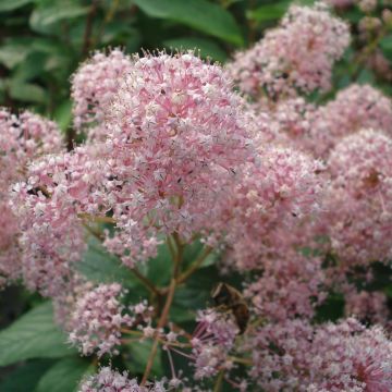 Ceanothus pallidus Marie Simon