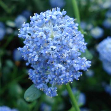 Ceanothus Skylark